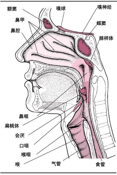 咽喉意思|咽喉是什么意思